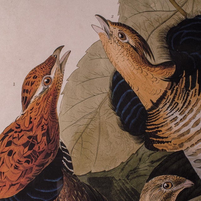 1960s Vintage Ruffed Grouse Picture, English, Framed Print, Jj Audubon, Wildlife Art For Sale - Image 5 of 10
