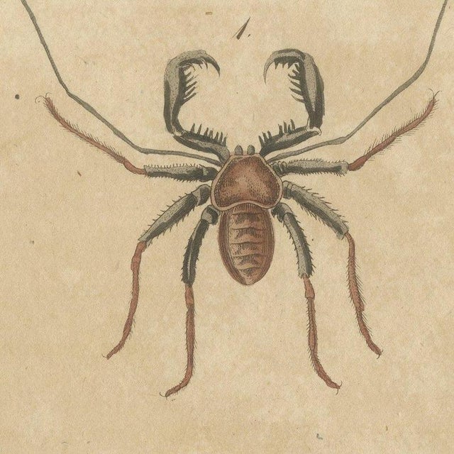 Paper Bertuch, Whip Scorpion, Tarantula and Red Mite, 1820, Print For Sale - Image 7 of 12