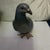 1980s Royal Copenhagen Bing & Grondahl Pigeon Looking for Breadcrumbs Model 1911 For Sale - Image 5 of 6