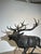 Vintage Bronze Stag Sculpture For Sale - Image 6 of 9