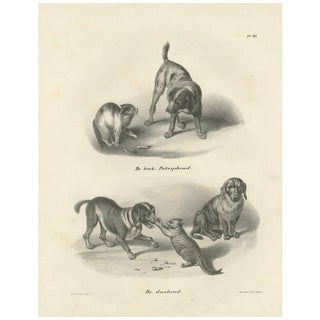 C.C. G. Zool., Hunting Dogs and Dachshunds Interacting with Cats, 1836, Lithograph For Sale