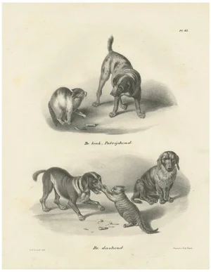 C.C. G. Zool., Hunting Dogs and Dachshunds Interacting with Cats, 1836, Lithograph