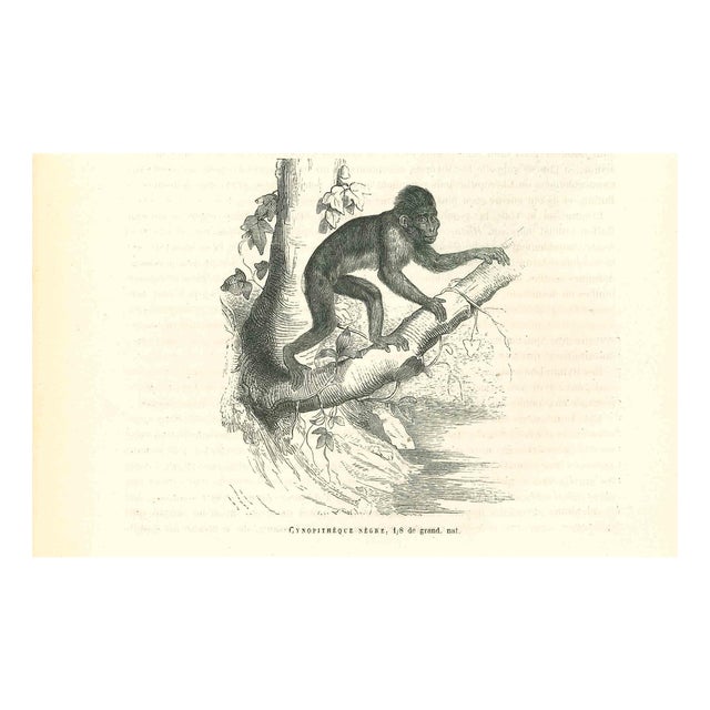 Paul Gervais, The Gorilla, 1854, Lithograph For Sale