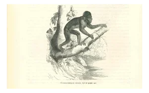 Paul Gervais, The Gorilla, 1854, Lithograph