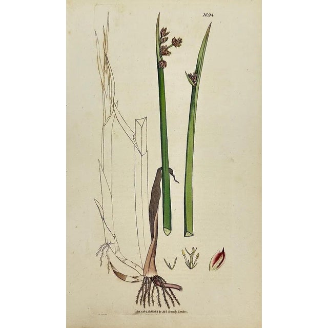 Early 19th Century James Sowerby – Set of 8 Botanical and Natural History Prints – Tortula Tortuosa For Sale In Denver - Image 6 of 9