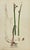 Early 19th Century James Sowerby – Set of 8 Botanical and Natural History Prints – Tortula Tortuosa For Sale In Denver - Image 6 of 9