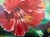 Large Original Oil Painting Hibiscus Still Life by Pamela Jekel 48" W X 42" H For Sale - Image 4 of 6