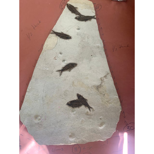 This large fossil plate is incredibly unique, featuring three Diplomystus dentatus along with two Cockerellites...