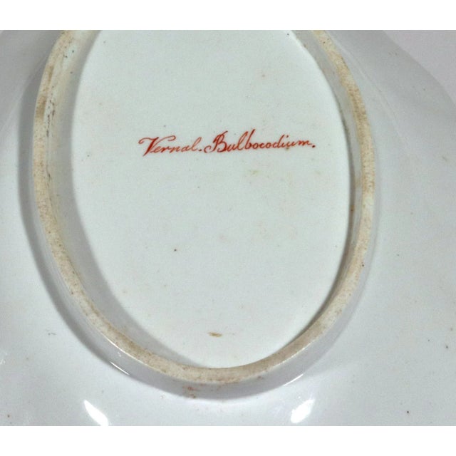 Traditional Spode Porcelain Botanical Specimen Dish- Spring Meadow Saffron, After William Curtis For Sale - Image 3 of 12