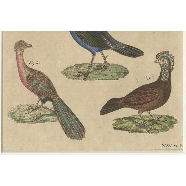 Bertuch, Crested Birds, 1800, Engraving For Sale - Image 6 of 9