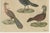 Bertuch, Crested Birds, 1800, Engraving For Sale - Image 6 of 9