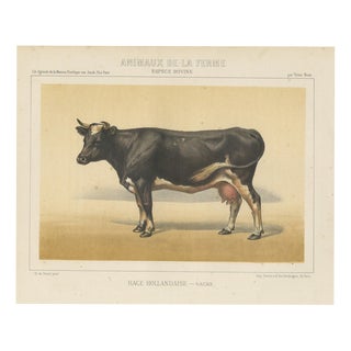 After Charles Olivier de Penne, Dutch Dairy Cow, Black and White Cattle, 1863, Chromolithograph For Sale