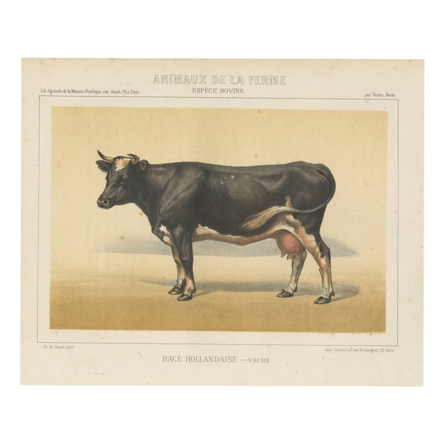 After Charles Olivier de Penne, Dutch Dairy Cow, Black and White Cattle, 1863, Chromolithograph For Sale