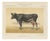 After Charles Olivier de Penne, Dutch Dairy Cow, Black and White Cattle, 1863, Chromolithograph For Sale