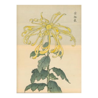 Hasegawa Keika – Yellow Chrysanthemum – 1893– Japanese Woodblock Print For Sale