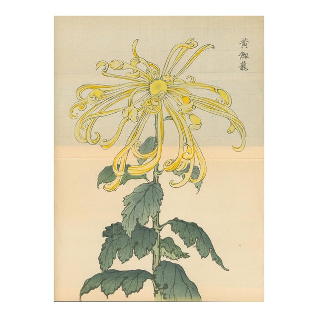 Hasegawa Keika – Yellow Chrysanthemum – 1893– Japanese Woodblock Print For Sale