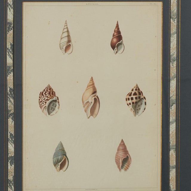 Set of Eight Antique Hand Colored Seashell Prints For Sale - Image 17 of 18