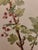 Vintage Smithsonian Botanical Prints Unframed, Prickley Currant After Mary Vaux Walcott Pair With Original Print's Description by the Author From 1925 For Sale - Image 9 of 12