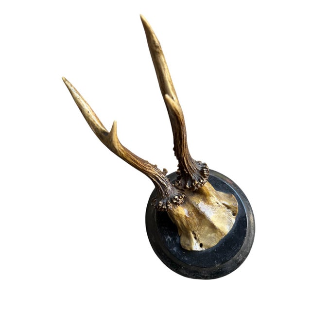 Roe deer trophy mounted on a wood plaque