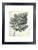 Framed Antique Botanical Blossfeldt Print - No. 50 For Sale