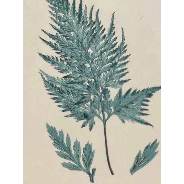 Late 20th Century Antique Framed Fern Print For Sale - Image 5 of 7
