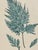 Late 20th Century Antique Framed Fern Print For Sale - Image 5 of 7