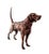 Antique Copper Finish Metal Dog Sculpture For Sale - Image 9 of 11