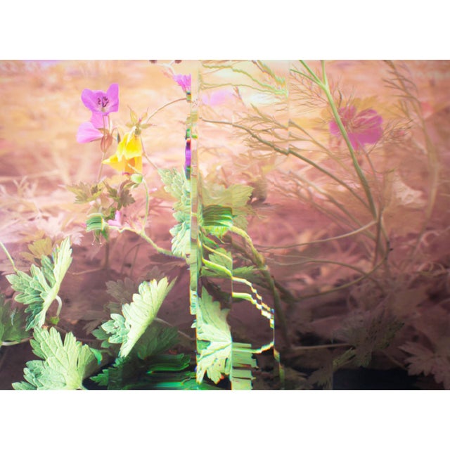 Contemporary 2011 “Wild Geranium - Geranium Maculatum” Archival C-Print Photograph by Bruce Checefsky For Sale - Image 3 of 8