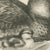 After Lilian Medland, Duck and Duckling, 1909, Print For Sale - Image 6 of 9
