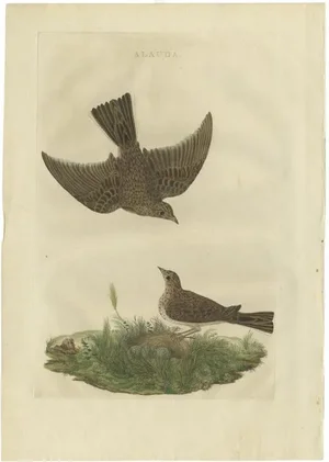 Sepp & Nozeman, Bird Illustration of the Common Lark, 1770, Print
