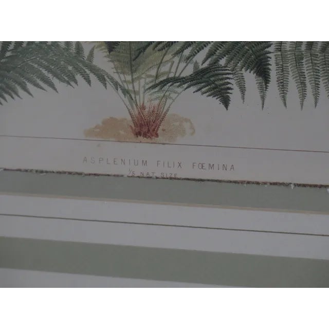Vincent Brooks Day & Sons Decorative Lithograph Fern Prints - a Pair For Sale - Image 10 of 13