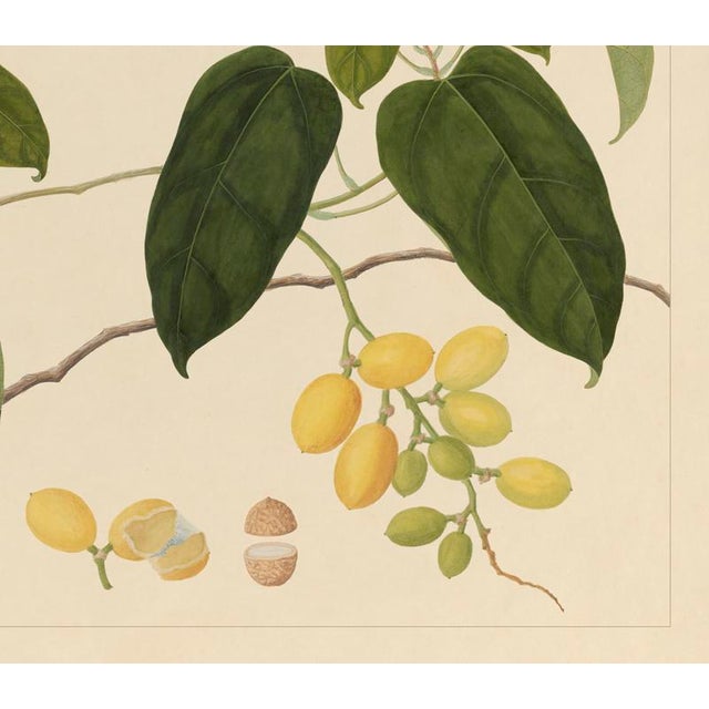 Golden Tropic Botanicals #22/22. beautifully reproduced as giclée prints using archival inks on imported English cotton...