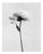 Ugne Pouwell, Peony No.5, 2024, Photography For Sale