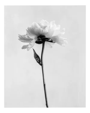 Ugne Pouwell, Peony No.5, 2024, Photography