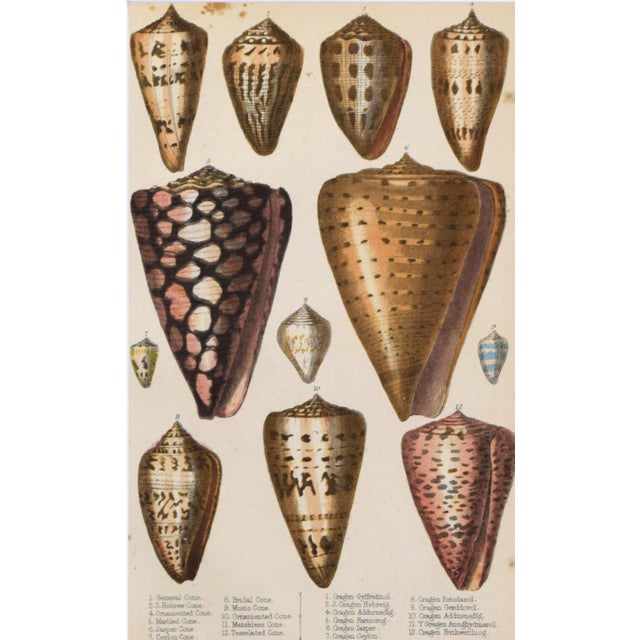 19th Century Antique Sea Shell Engraving by Goldsmith For Sale - Image 4 of 5