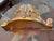 19th Century Carved Giltwood Wall Bracket For Sale - Image 5 of 6