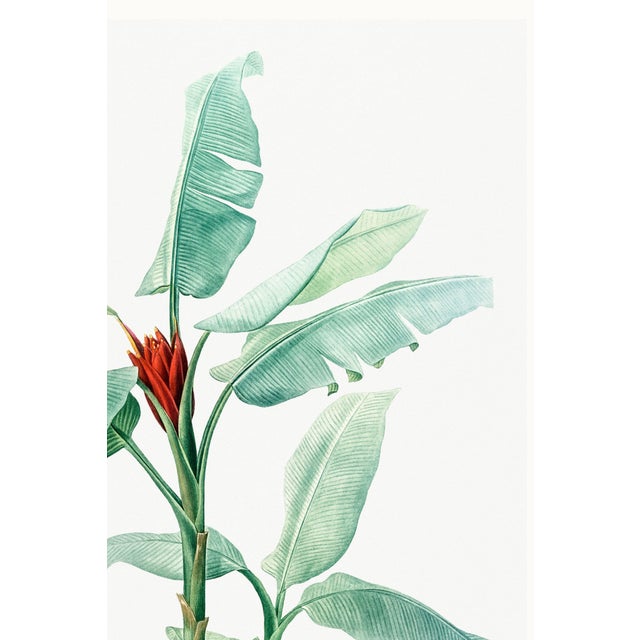 Green Scarlet Banana Illustration, Vintage Botanical Art Print Reproduction, 16" X 24" For Sale - Image 8 of 10