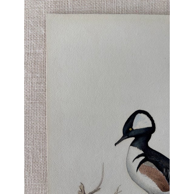 Realism Vintage Ornithological Water Bird Watercolor Painting Naturalist Walter J Breckenridge For Sale - Image 3 of 8