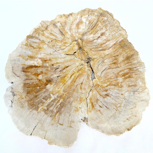 Early 21st Century Petrified Wood Round Shape Tan & Amber Oval Bowl Dish Large Plate Ashtray For Sale - Image 5 of 8