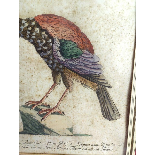 Saverio Manetti, Gallo Pavone del Brasile, 20th Century, Print, Framed For Sale - Image 8 of 13