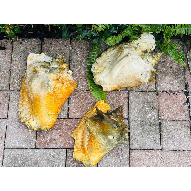 Shell 3 Large Antique Bahamas Conch Shells in Great Patina Distressed For Sale - Image 7 of 8