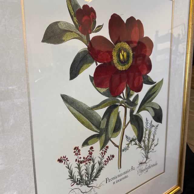 Large Botanical Original Lithographs Vibrant Color in Gold Gilt Frames Set of 2 Red Floral For Sale - Image 10 of 13