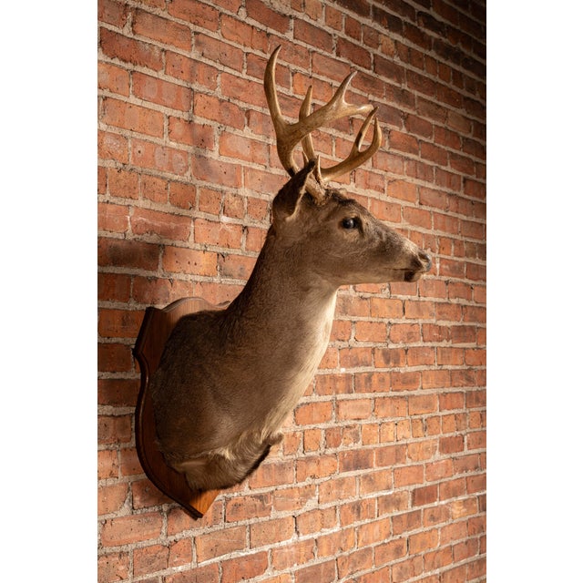 Rustic Whitetail Deer Buck Taxidermy Shoulder Mount For Sale - Image 3 of 7
