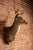 Rustic Whitetail Deer Buck Taxidermy Shoulder Mount For Sale - Image 3 of 7