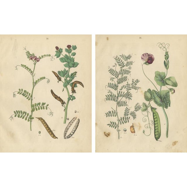 Carl Gustav Calwer, Peas and Beans, Germany, 1852, Paper, Set of 2 For Sale - Image 4 of 9