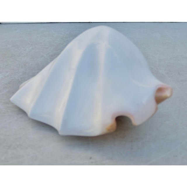 Conch Shell Redo Sculpture For Sale - Image 4 of 7