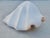 Conch Shell Redo Sculpture For Sale - Image 4 of 7
