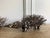 Pair of Australian Aboriginal Wood Sculpture Echidna For Sale In Atlanta - Image 6 of 9