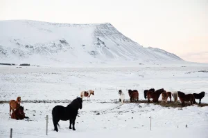 Icelandic Horses in Landscape Photograph Unframed