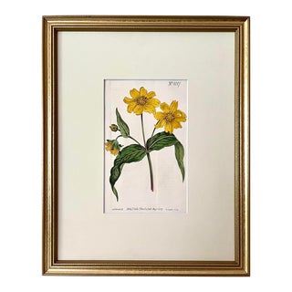 Antique Original Hand Colored Curtis Yellow Floral Botanical Etching 1807 For Sale